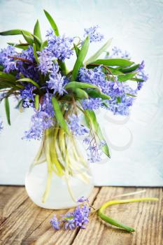 Blue spring flowers Scylla, a bouquet in a vase