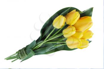spring bouquet of yellow tulips, on a white background