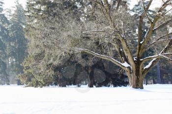 Big old tree, winter sunny rural landscape