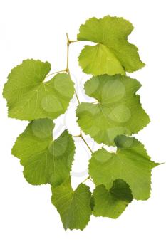 Branch with green leaves of grape, isolated