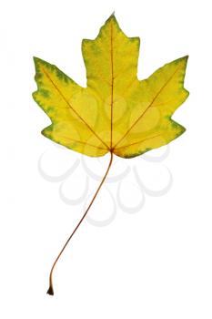Bright yellow maple leaf on a white background