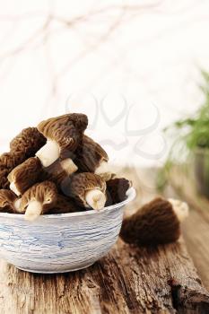 Fresh morel mushrooms on a blue plate