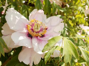 Big pink flower Peony tree in shade branch