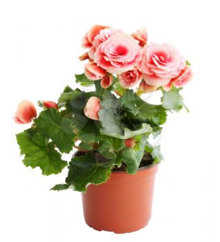 Flower blooming in a pot, pink begonia