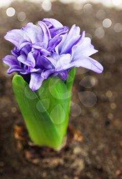 Purple hyacinth flower blooming in the soil