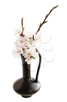 Spring ikebana white apricot blossoms isolated on white