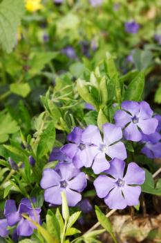 Periwinkle Vinca blue spring flowers in the forest