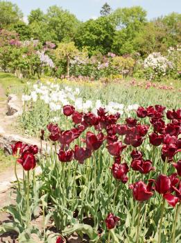 Beautiful flower bed of dark vinous tulips 