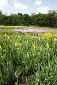  meadow blooming yellow iris and phlox, spring landscape