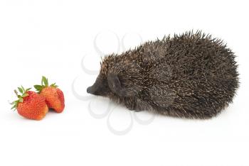 Hedgehog and strawberries