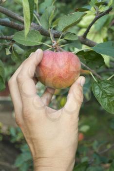 Hand goes to disrupt the apple from tree
