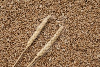 Grain and wheat ears