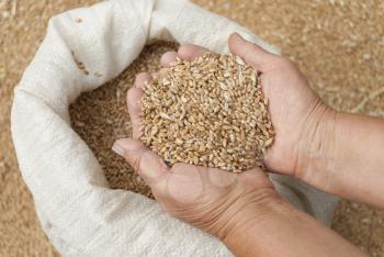 Handful of grains of wheat on the palms.