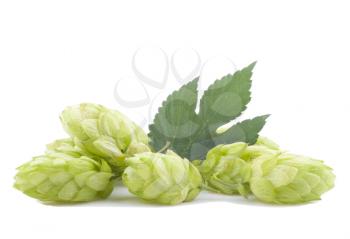 Hop cones on a white background.