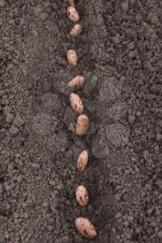 Bean seeds in the ground.