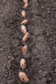 Bean seeds in the ground.