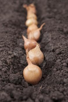 Spring onions in soil.