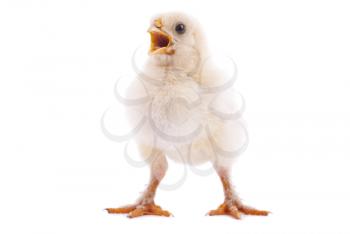 Chicken on a white background.