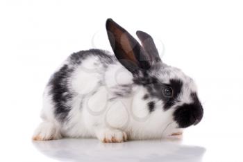 Rabbit on a white background.
