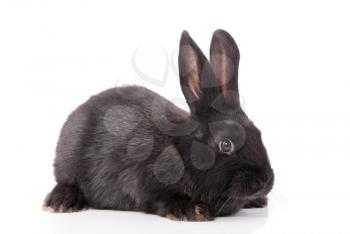 Black rabbit on a white background.