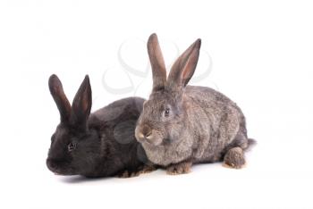 Two rabbits on a white background.