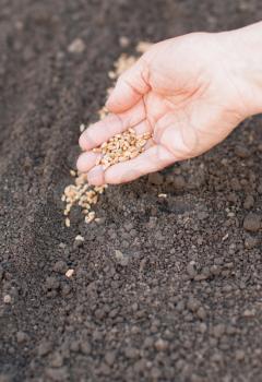 Sowing seeds into soil. Agriculture.
