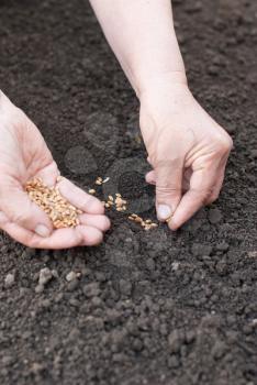 Sowing wheat hands in the earth.