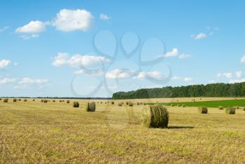 Round bales of straw grass on sloping fields.