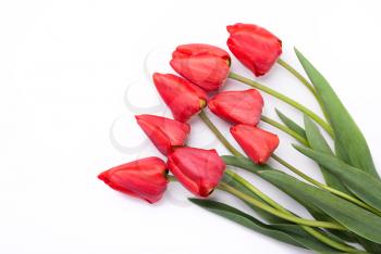 Tulips on a white background.