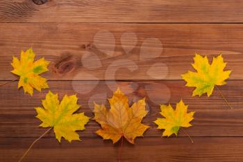 Maple leaves on the wooden background.