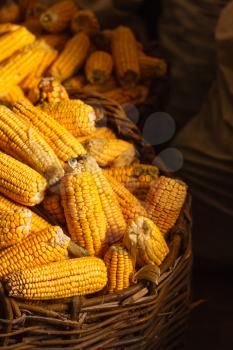 Fresh Yellow Corn in Basket on the dark background. Harvest agricultural concept