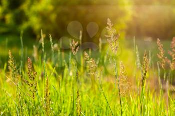 Green Summer Grass In Sunlight