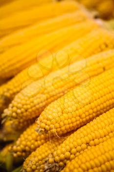 Fresh yellow corn pile on the local market. Crop Background