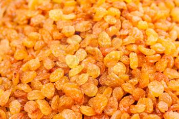 Golden dried raisins background