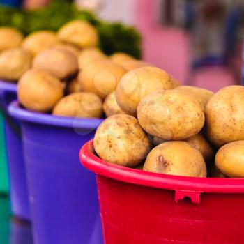 Harvested potatos in colorful buckets.