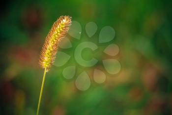 Green Macro Image Of Summer Grass.
