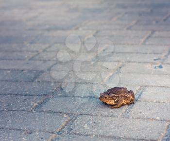 Toad On Gray Tiled Floor