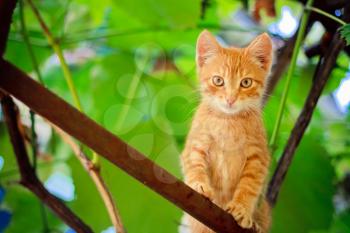 Young Kitten Sitting On Branch Outdoor Shot At Sunny Day