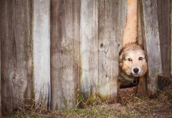 Dog Peeking Through Old Wood Fence