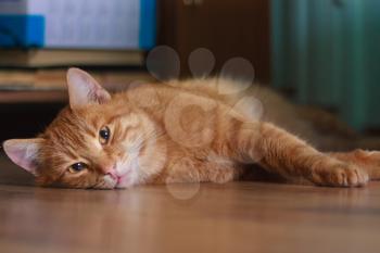 Cute Red Cat Lying On The Floor