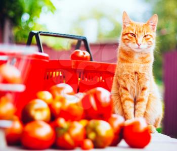 Red Fluffy Cat With Fresh Tomatoes Harvest In Baskets
