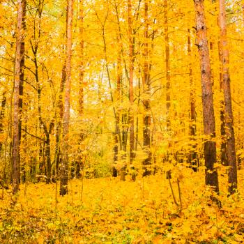 Autumn Yellow Forest Background