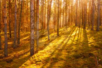 Sunbeams Pour Through Trees In Summer Autumn Forest. Russian Nature