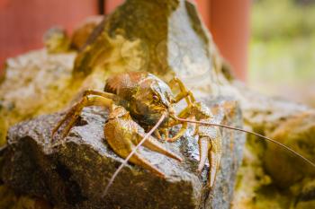 Brown Crawfish On Stone Near The River
