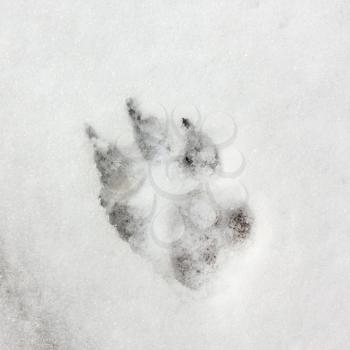 Dog Track, Footprint On The Snow