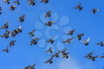 Gray Doves And Pigeons In Flight, Blue Sky Background