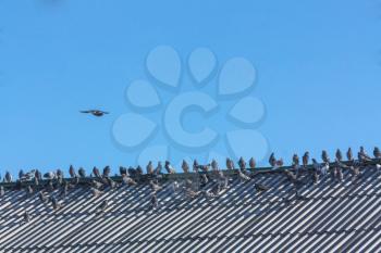 Beautiful Pigeons Sitting On A Roof On Blue Sky Background