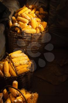 Fresh Yellow Corn In Basket On The Dark Background. Harvest Agricultural Concept