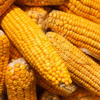 Fresh Yellow Corn Background. Harvest Agricultural Concept
