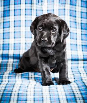 Beautiful Black Labrador Puppy Dog Sitting On Blue Plaid Background